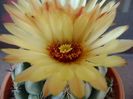 Coryphantha calipensis