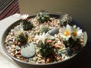 Grup de 7 Turbinicarpus