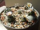 Grup de 7 Turbinicarpus