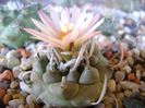 Turbinicarpus schwarzii v. rubriflorus
