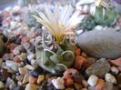 Turbinicarpus pachystele