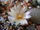 Turbinicarpus pachystele