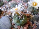 Turbinicarpus pachystele