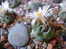 Turbinicarpus pachystele