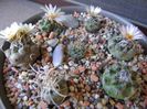 Grup de 7 Turbinicarpus