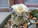 Turbinicarpus macrochele