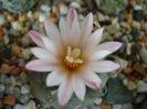 Turbinicarpus schwarzii v. rubriflorus