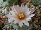 Turbinicarpus schwarzii v. rubriflorus