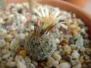 Turbinicarpus krainzianus v. lausseri