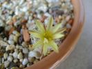 Turbinicarpus krainzianus f. minimus