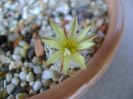 Turbinicarpus krainzianus f. minimus