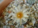 Turbinicarpus krainzianus v. lausseri