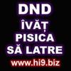dnd_invat_pisica_sa_latre