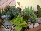 Haworthia cymbiformis