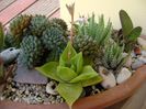 Haworthia cymbiformis