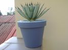 Agave macroacantha