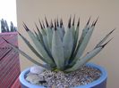 Agave macroacantha