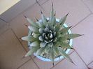 Agave macroacantha