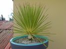 Agave striata f. minima