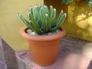 Agave victoriae-reginae