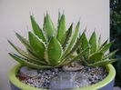 Agave lophantha quadricolor