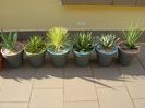 Agave mari afara la soare