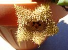 Huernia histrix v. nova