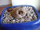 Dioscorea elephantipes ciugulita de pasari, inceput de vegetatie