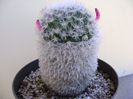 Mammillaria bocasana multilanata
