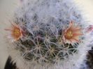 Mammillaria bocasana multilanata
