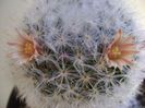 Mammillaria bocasana multilanata