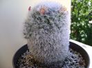 Mammillaria bocasana multilanata