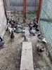 IMG-20170906-WA586828