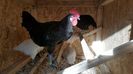 Bresse negru