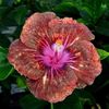 Taiwan Starburst