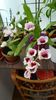 Miltonia 1