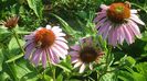 echinacea 3