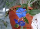Ceratostigma plumbaginoides