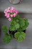 Australian Pink Rosebud