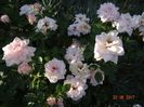 Blush parade