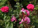 Soffy's rose