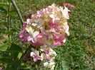hydrangea pan. Fraise Melba