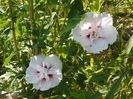 hibiscus syr. China Chiffon