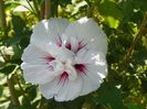 hibiscus syr. China Chiffon