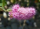 spiraea billardii Triumphans
