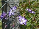 clematis Venosa Violacea