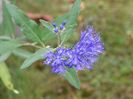 caryopteris cland. Heavenly Blue
