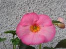 VIE EN ROSE