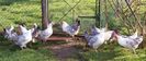 grise hen