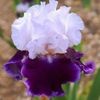 royal snowcap